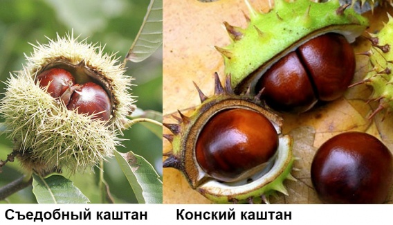 В больнице умерла 8-летняя девочка: возможно, от отравления каштанами