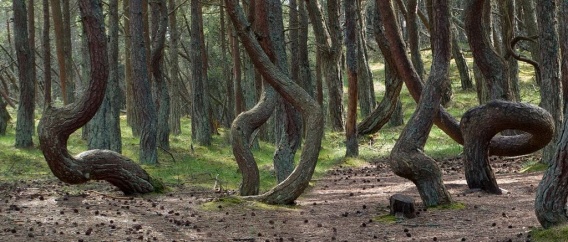 Секрет "танцующих" деревьев Кинбурской косы до сих пор не разгадан