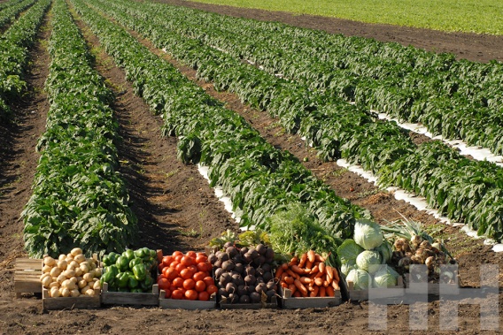 По 5 тысяч за гектар в год: в Николаевском районе через аукцион сдали в аренду сельхозугодия