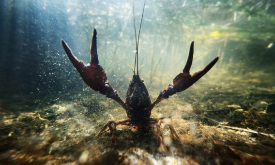 На Ингуле поймали раколова-браконьера