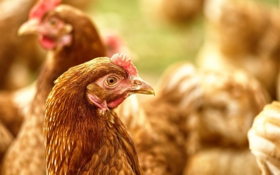 В Николаевской области зафиксировали вспышку птичьего гриппа