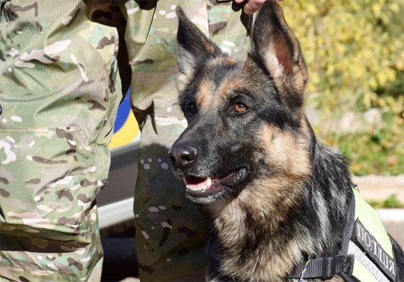 Николаевская овчарка Мэри искала «золото» в Житомире