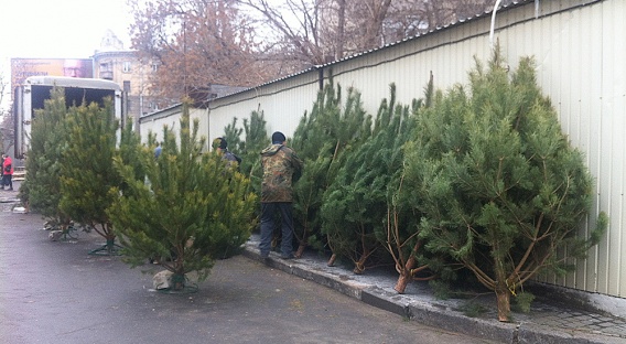 В городе Николаеве открылись елочные базары: что и почем продают