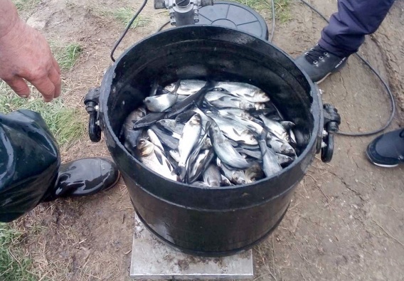 У Варваровского моста в воду выпустили более тонны мальков толстолобика
