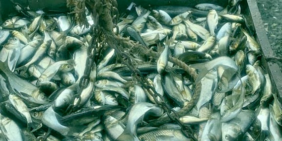 Четыре тонны мальков толстолобика выпустили в Южный Буг у села Бугское