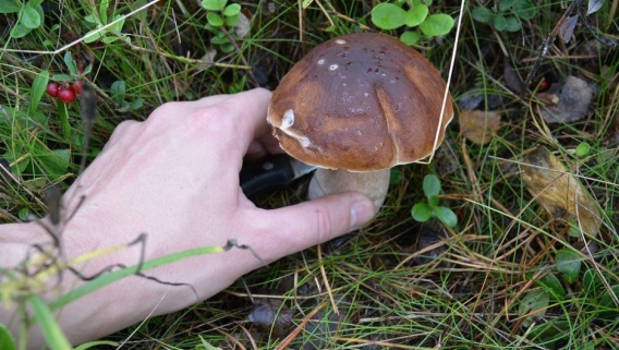 30 гривен за цветок, 75 - за грибок: в Украине ввели новые штрафы за «тихую охоту» в заповедниках