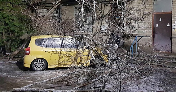 В Николаеве обледеневшая акация завалилась на «Хонду»