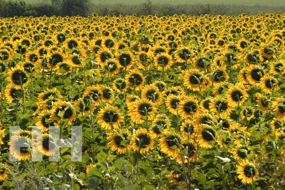 В урожае подсолнечника с Первомайщины обнаружили превышенное содержание кадмия