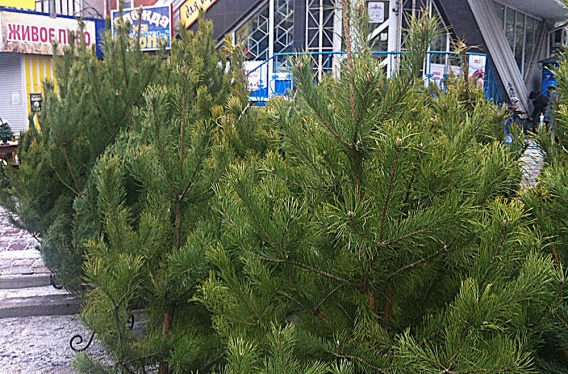 Елочные базары в Николаеве: адреса