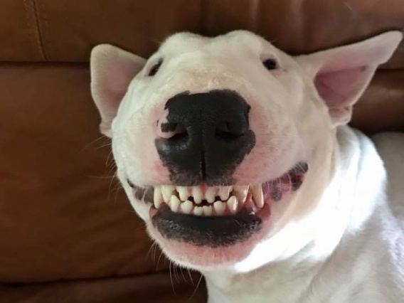 Миколаївський Центр захисту тварин роз’яснив, що робити власникам собак небезпечних порiд