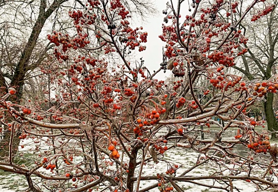 На Новый год в Николаеве будет уже тепло