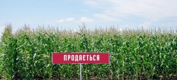 Николаевщина вышла на 6-е место по площади проданной земли