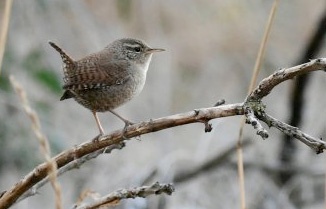 Одну из самых маленьких птиц Украины можно увидеть зимой на Тилигульском лимане