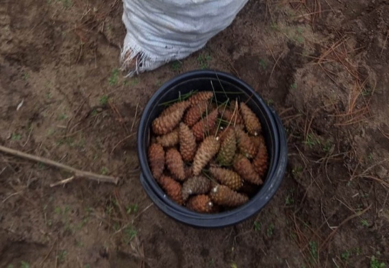 В лесхозе на Николаевщине к новому году заготовили тонны шишек крымский сосны