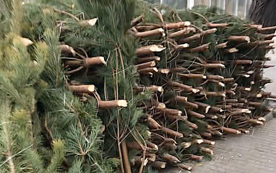 На четырех николаевских елочных базарах продают браконьерские сосны