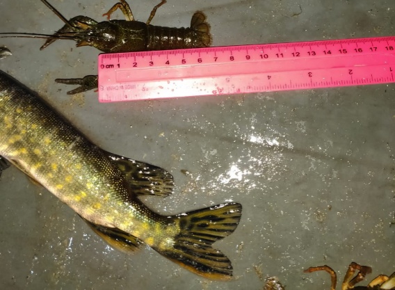 На Ингуле под Николаевом браконьеры острогой ловили щук