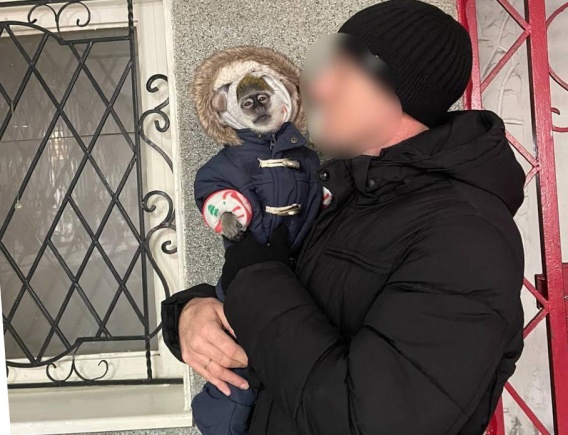 Фотомодель-обезьянку с улицы Соборной увезла николаевская полиция