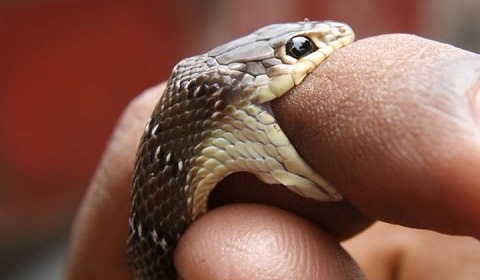 Медпомощь после укуса змей потребовалась семерым жителям Николаевщины в минувшем году