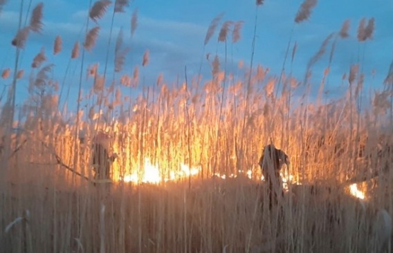 В Николаеве из-за поджогов опять горит камыш