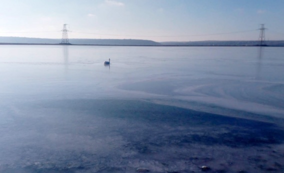 На Тилигульском лимане спасли вмерзшего в лед лебедя