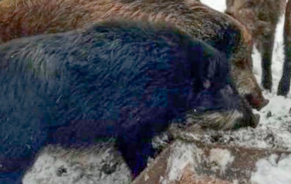 Николаевские лесники подкармливают диких кабанов и косуль