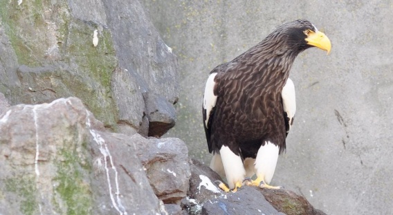 Николаевцам напомнили о черных фотографах и орланах из Красной книги на улице Соборной