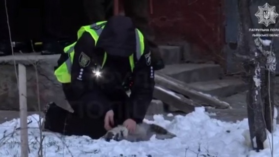 Полицейские реанимировали кошку - у животного остановилось сердце после пожара