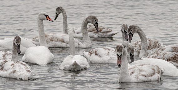 В николаевский парк Победы прилетели две стаи белых лебедей (фото)