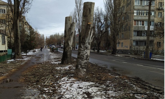 В Николаеве обкорнали деревья