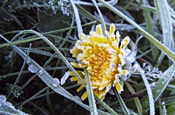 На Николаевщине объявили желтый уровень опасности из-за заморозков и ветра