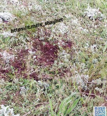 В лесах Николаевщины, где хозяйничали оккупанты, на мине подорвался грибник