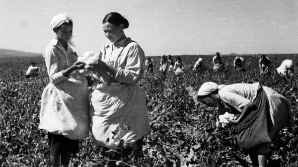 Эпопея с хлопковыми плантациями на Очаковщине закончилась так же быстро, как и началась