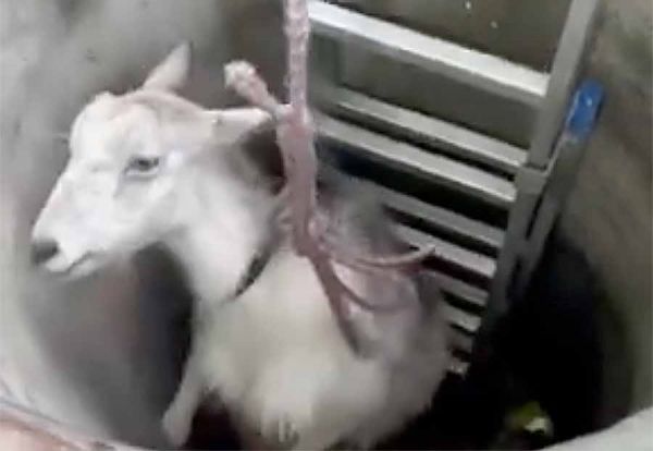 В Николаевской области провели спецоперацию по спасению козы