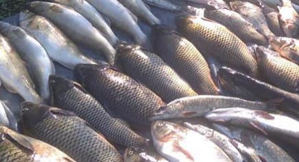 В Николаевской области будут судить браконьера, который ловил на Южном Буге лещей и судаков