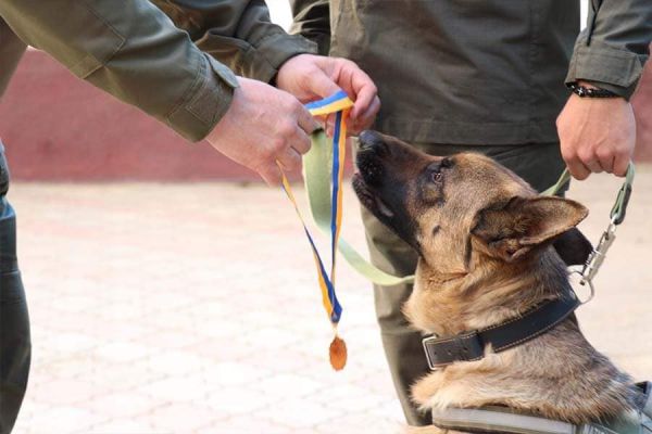 На Николаевщине наградили гвардейскую овчарку-красавицу Эмму и ее наставника-кинолога