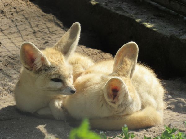 В Николаеве фенеки показали свои уши