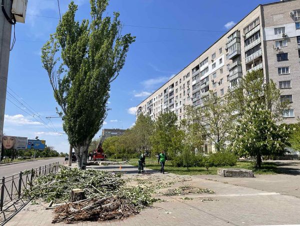 В Николаеве продолжают сносить тополя вдоль Центрального проспекта