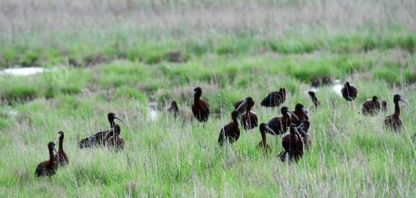 На Тилигул прилетели священные птицы Древнего Египта
