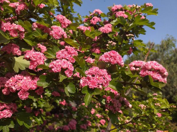 В Николаеве расцвел боярышник морденский Тоба