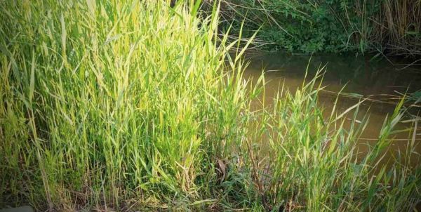 В Николаевской области нашли мертвым рыбака