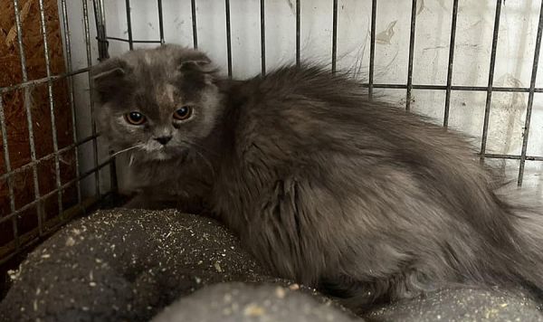 Николаевский Центр защиты животных возвращает херсонцам домашних любимцев, спасенных из затопленного города (фото)