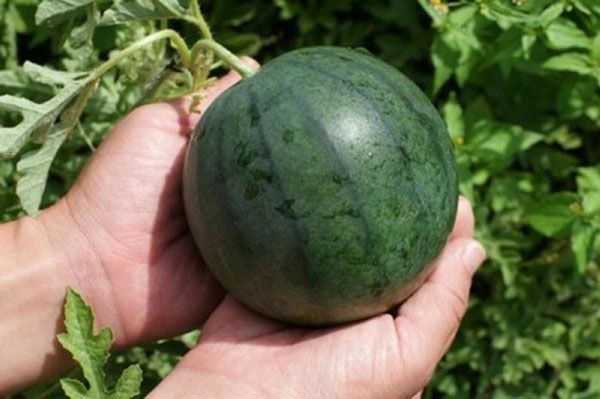 Появилось видео, как фермер спасал свой урожай во время разлива Южного Буга