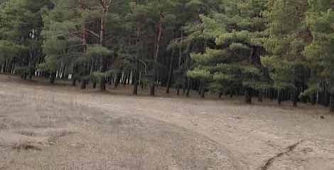 В Николаевской области государству вернули 4 гектара земель лесного фонда