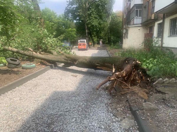 В Николаеве в трех метрах от многоэтажки упал мощный платан