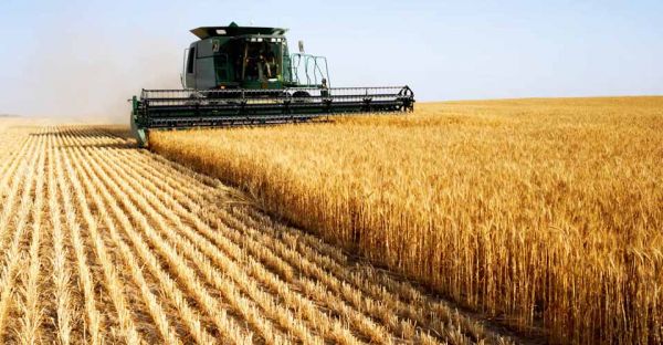 Хлеборобы прифронтовой Николаевщины – лидеры сбора зерновых