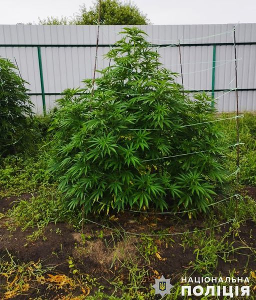 За большим забором в доме Николаевской области наркоман выращивал коноплю