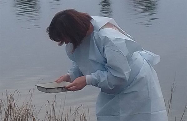 Николаевские водоемы повторно проверили на наличие личинок малярийных комаров