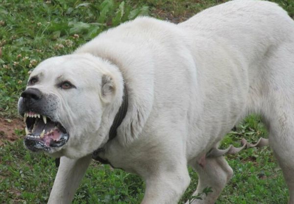В Одесской области алабай набросился на хозяйку: женщина умерла от укусов до приезда медиков