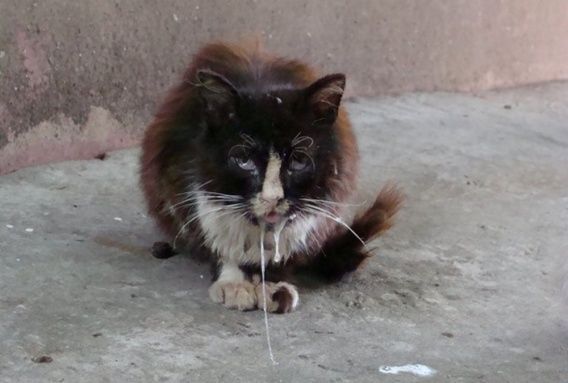 В июле случаи бешенства фиксировали в Николаеве и в нескольких районах