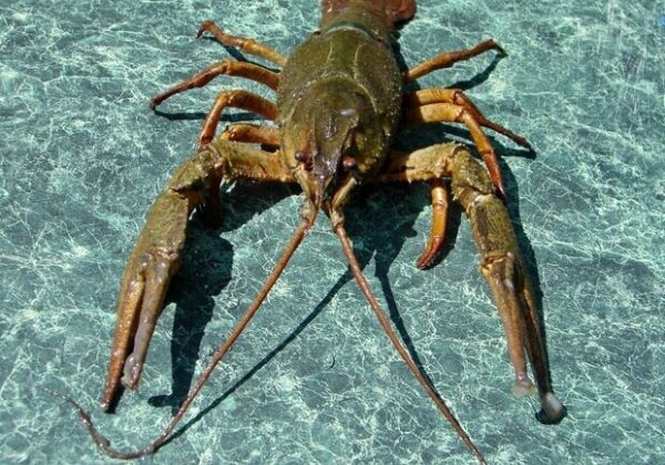 На Николаевщине до 30 сентября введен сезонный запрет на ловлю раков